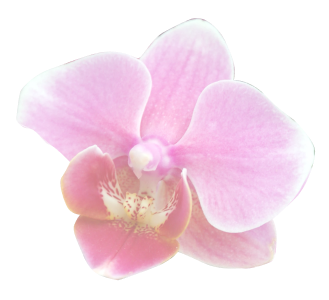 Blume